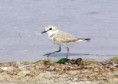 /album/photo-gallery-homepage1/kentish-plover-2-emirates-dec-2005-jpg1/